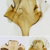 chalybeitincta female genitalia